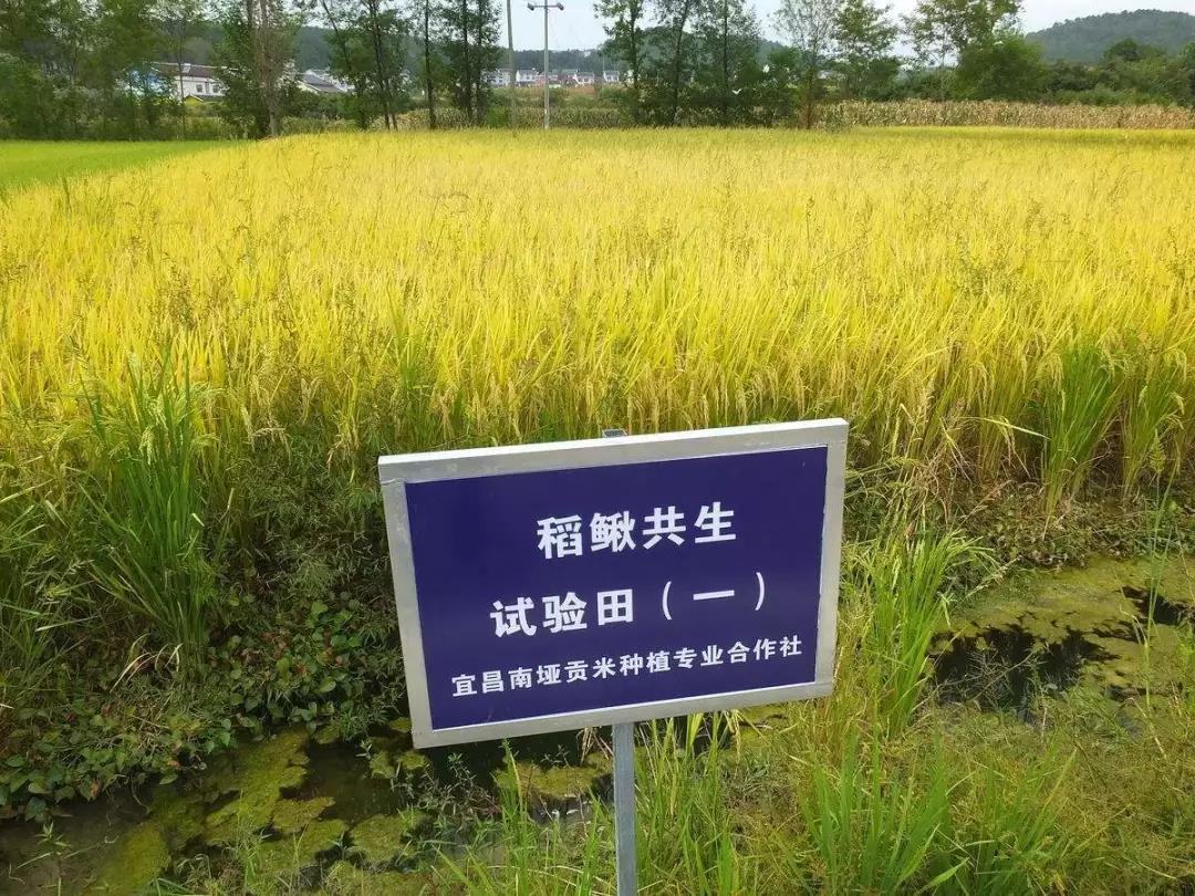 水稻試驗(yàn)田.jpg